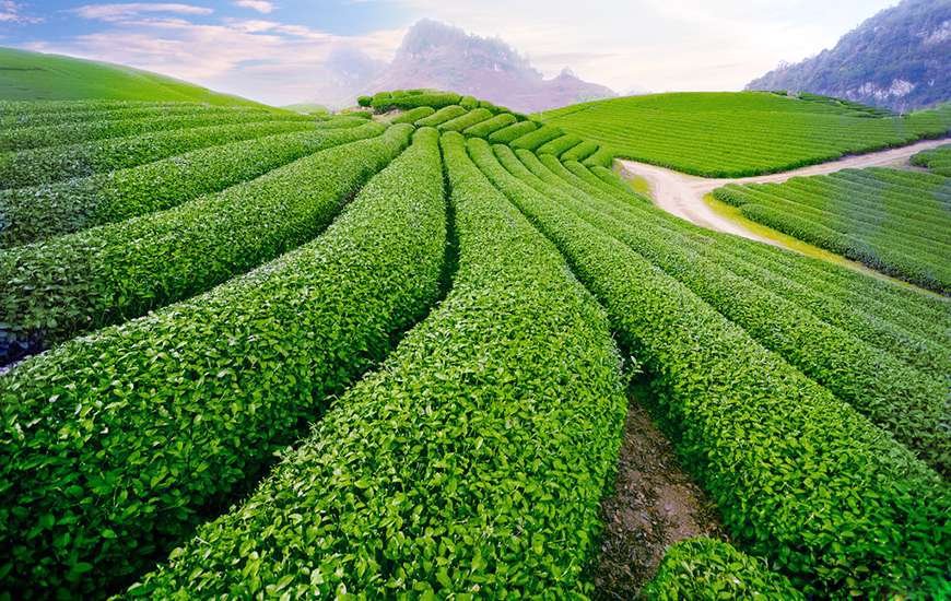 Tea-plantations-Moc-Chau