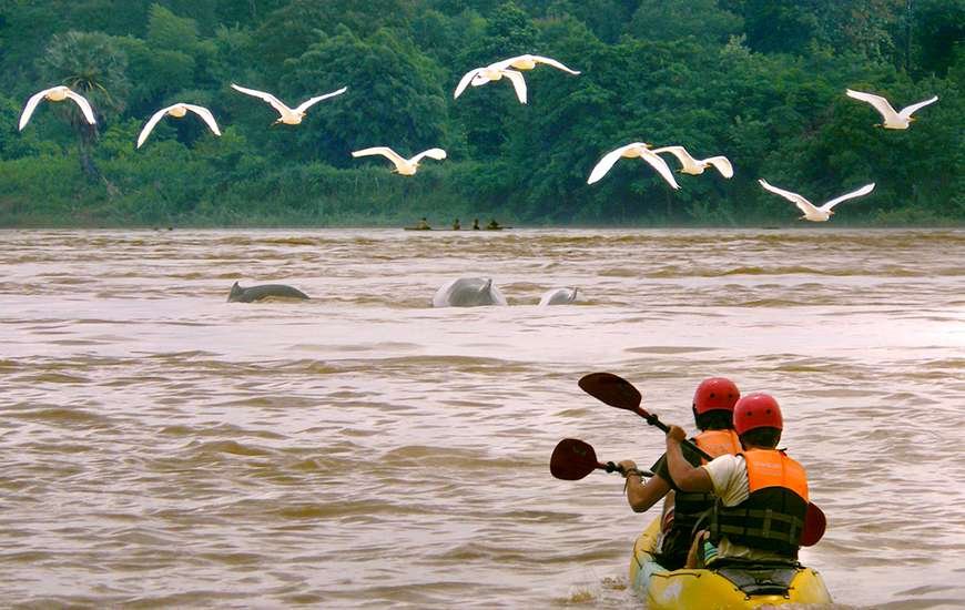 dolphins-Cambodia